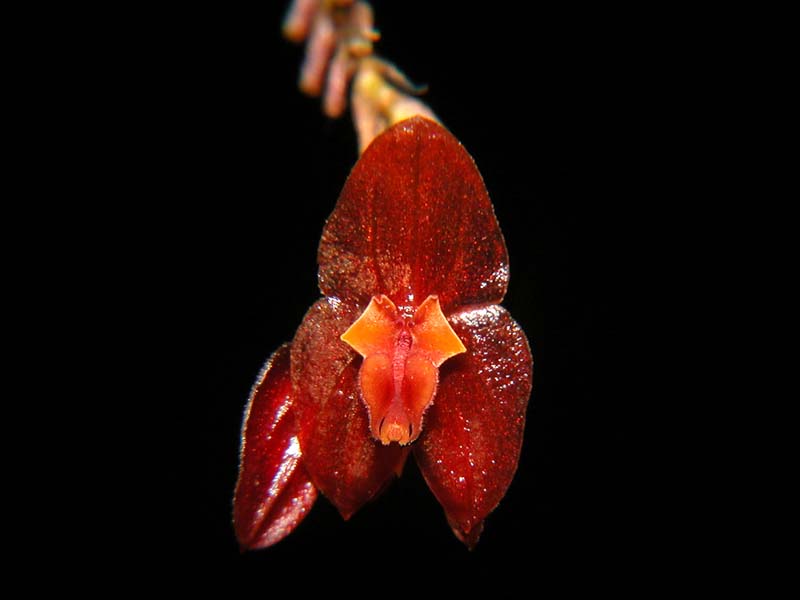 lepanthes_spec_rot_cd