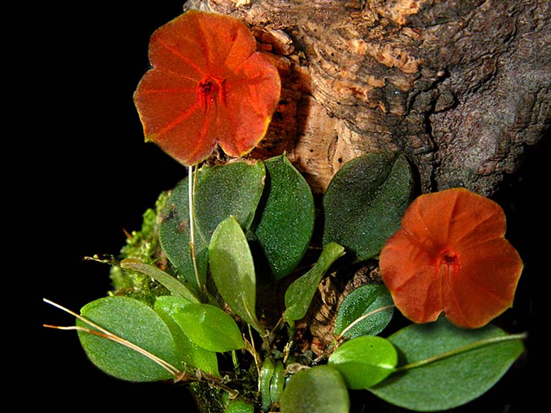 lepanthes_telipogoniflora_cd