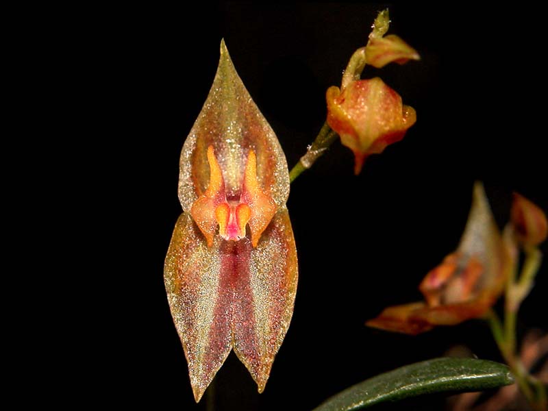 lepanthes_tomaensis_cd