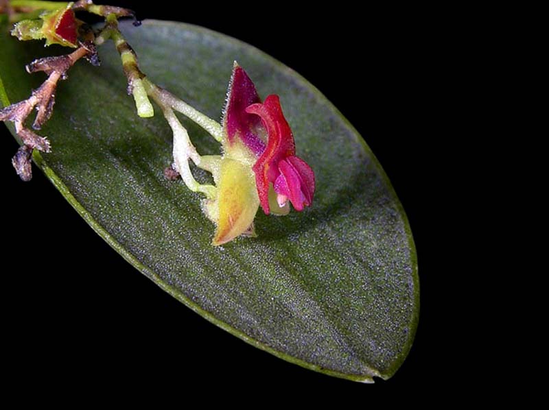 lepanthes_tracheia2_cd