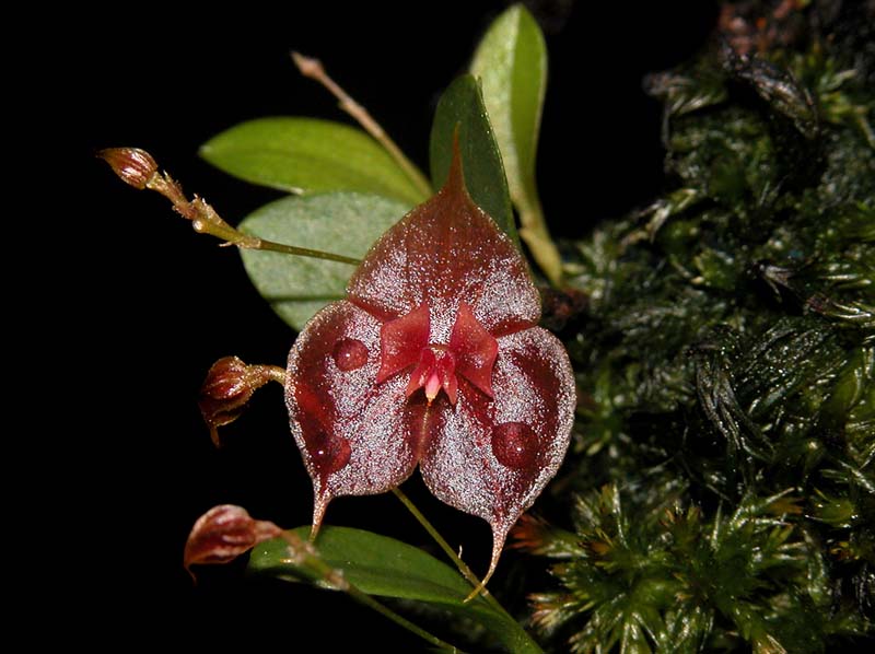 lepanthes_tsubotae_cd