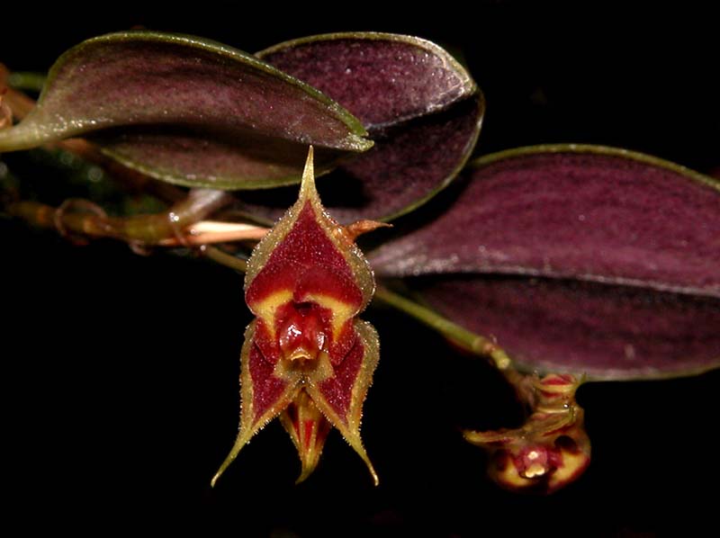 lepanthes_zamorensis_cd