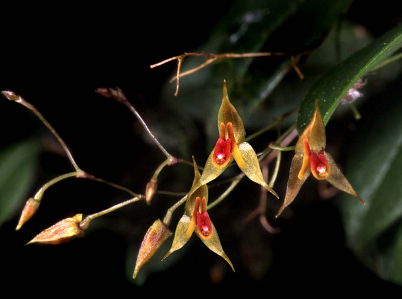 lepanthes_zettleri_cd