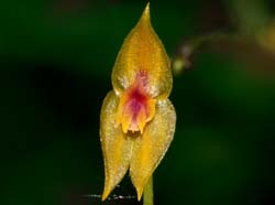 Lepanthes_scalaris_ws_cd