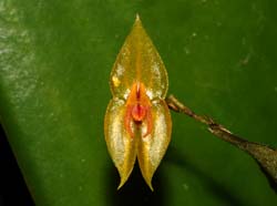 Lepanthes_solicitor_ws_cd