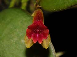 Lepanthes_spec_Peru