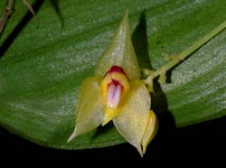 Lepanthes_spec_gelb_WS