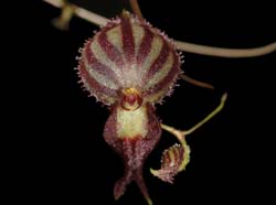 Lepanthes_terbochii_ws_cd