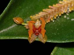 Lepanthes_turialvae_ws_cd