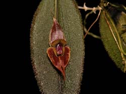 lepanthes gargoyla_cd