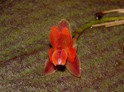 lepanthes_aurorae2_ws_cd