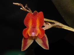 lepanthes_aurorae3_ws_cd