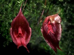 lepanthes_calocodon_cd