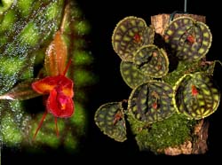 lepanthes_calodictylon2_cd