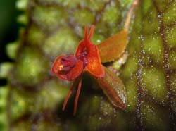 lepanthes_calodictylon2_ws_cd