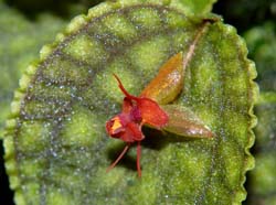 lepanthes_calodictylon5_ws_cd