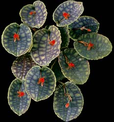 lepanthes_calodictylon_cd