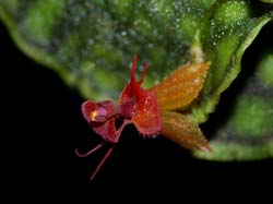 lepanthes_calodictylon_ws_cd