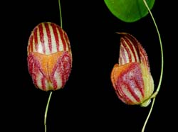 lepanthes_caprimulgos_MG_cd