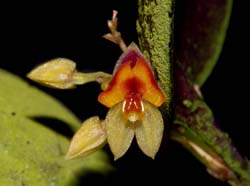 lepanthes_chorista_ws_cd