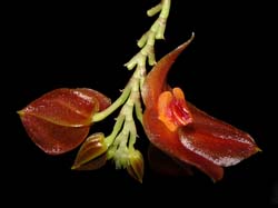 lepanthes_cordeliae_cd