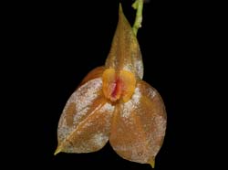 lepanthes_cordeliae_ws_cd