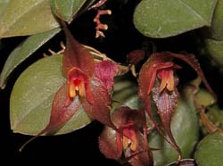 lepanthes_elata_cd