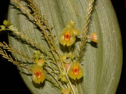 lepanthes_gargantua_cd