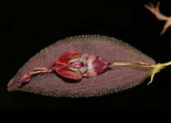 lepanthes_gorgoyla2_cd