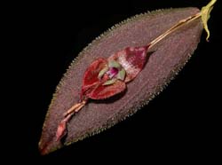 lepanthes_gorgoyla_cd