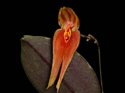 lepanthes_horrida3_cd