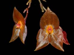 lepanthes_maduroi_ws_cd