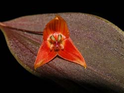 lepanthes_niessenii_cd