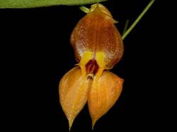 lepanthes_ophelma_ws_cd