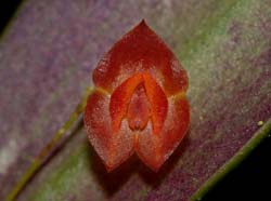 lepanthes_ovalis_ws_cd