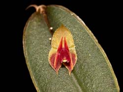 lepanthes_papyrophylla_cd