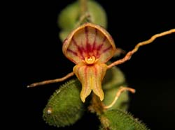 lepanthes_platysepala_cd