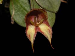 lepanthes_quadricornis2_cd