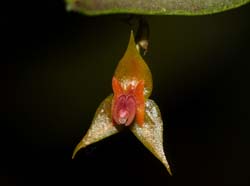 lepanthes_spec14_ws_cd