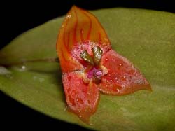 lepanthes_spec2_cd