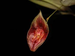 lepanthes_spec2_ek_cd