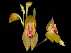 lepanthes_spec3_cd