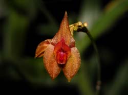 lepanthes_spec4_cd