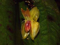 lepanthes_spec6_ws_cd