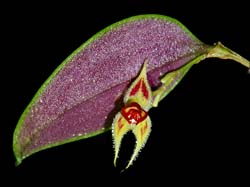 lepanthes_spec_cd