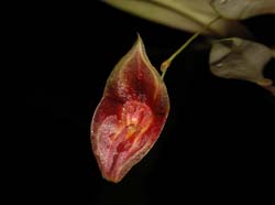 lepanthes_spec_ek_cd