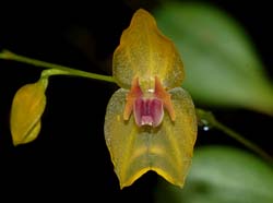 lepanthes_tamaensis_WS_cd