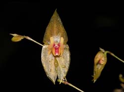 lepanthes_tamaensis_cd