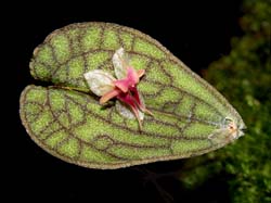 lepanthes_tentaculata_cd