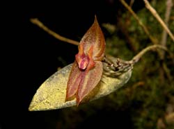 lepanthes_tomaensis2_cd